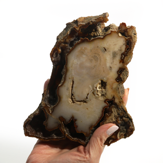 Brown Coral Fossil Geode U#3    from Stonebridge Imports
