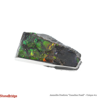 Ammolite Freeform Canadian Fossil U#11    from Stonebridge Imports
