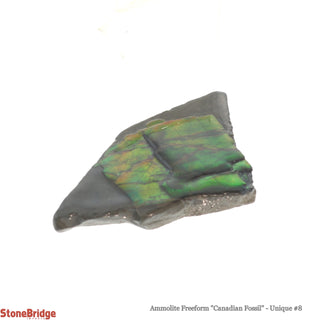 Ammolite Freeform Canadian Fossil U#8    from Stonebridge Imports