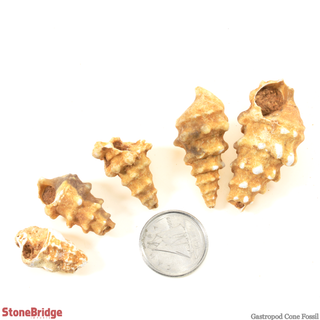 Gastropod Fossils - Cone - 200g Bag    from Stonebridge Imports