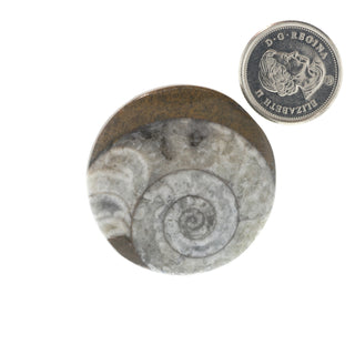 Ammonite Polished Button #0    from Stonebridge Imports