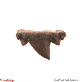 Shark Tooth Fossil - 10 Pack    from Stonebridge Imports
