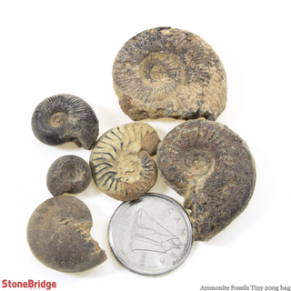 Ammonite Fossils - Tiny 200g Bag    from Stonebridge Imports