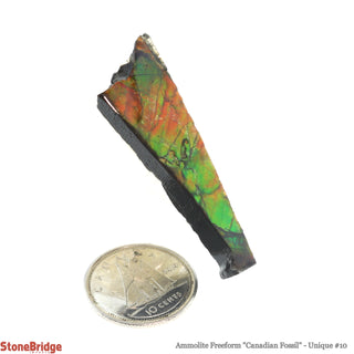 Ammolite Freeform Canadian Fossil U#9    from Stonebridge Imports