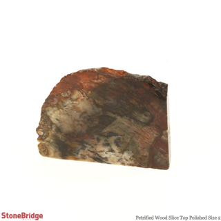 Petrified Wood Slice - Top Polished #2 - 31g to 60g    from Stonebridge Imports
