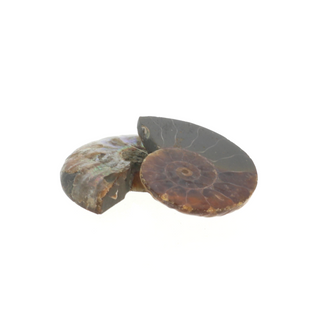 Ammonite Pair Polished Fossil #0    from Stonebridge Imports