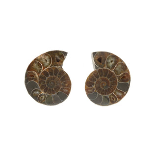 Ammonite Pair Polished Fossil #4    from Stonebridge Imports