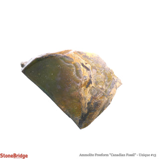 Ammolite Freeform Canadian Fossil U#13    from Stonebridge Imports