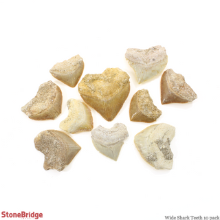 Shark Teeth Fossil - 10 Pack    from Stonebridge Imports