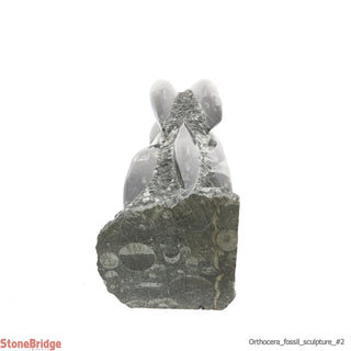 Orthocera Fossil Sculpture #2 - 16"    from Stonebridge Imports