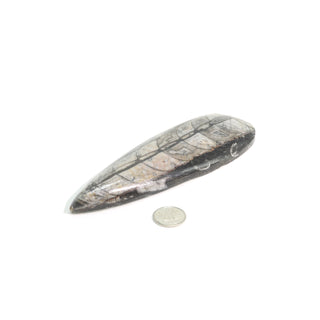 Orthocera Polished Fossil #3    from Stonebridge Imports