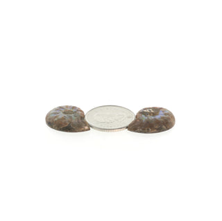 Ammonite Pair Polished Fossil #0    from Stonebridge Imports