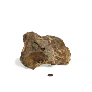 Brown Coral Fossil Geode U#3    from Stonebridge Imports