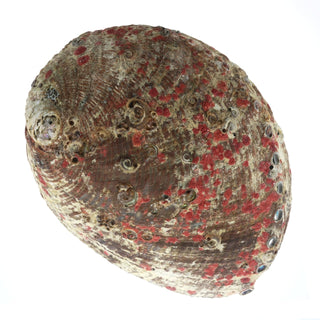 Abalone Shell - Large    from Stonebridge Imports