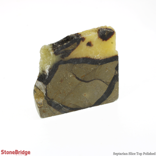 Septarian Slice - Top Polished #3 - 50g to 120g    from Stonebridge Imports
