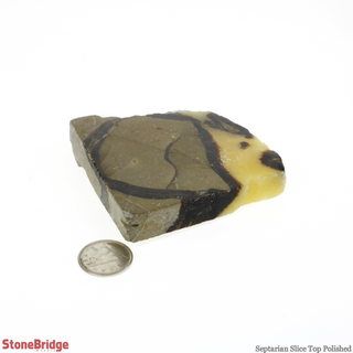 Septarian Slice - Top Polished #3 - 50g to 120g    from Stonebridge Imports
