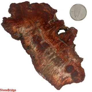Petrified Wood Slices #3 - 100g to 200g    from Stonebridge Imports