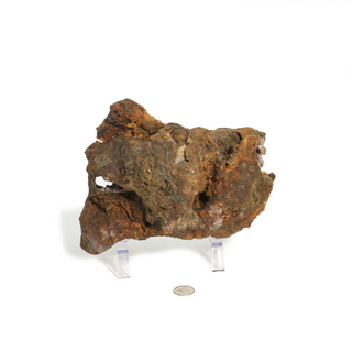Brown Coral Fossil Geode U#4    from Stonebridge Imports