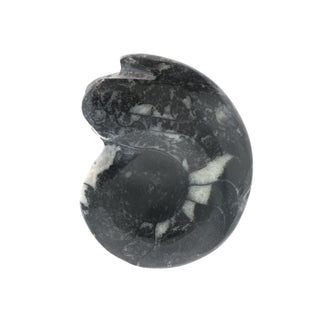 Goniatite Polished Fossil #2    from Stonebridge Imports