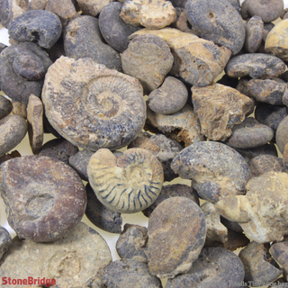Ammonite Fossils - Tiny 200g Bag    from Stonebridge Imports