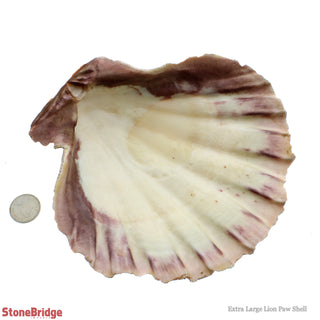 Lion Paw Shell "X-Large" - 6" to 7 1/2"    from Stonebridge Imports