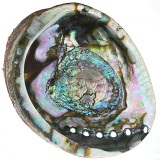 Abalone Shell - Large    from Stonebridge Imports