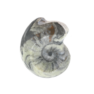Goniatite Polished Fossil #3    from Stonebridge Imports