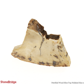 Petrified Wood Slice - Top Polished #2 - 31g to 60g    from Stonebridge Imports