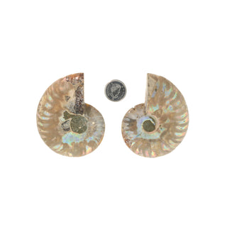 Ammonite Pair Polished Fossil #3    from Stonebridge Imports
