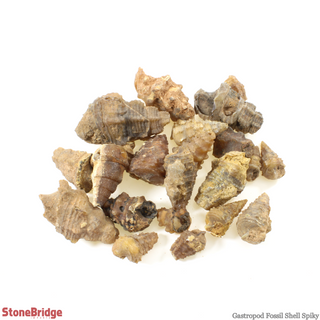 Gastropod Fossils - Spiky- 200g Bag    from Stonebridge Imports