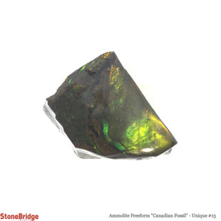 Ammolite Freeform Canadian Fossil U#13    from Stonebridge Imports
