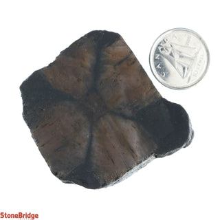 Chiastolite Rough Crystal #2 - 40g to 65G    from Stonebridge Imports
