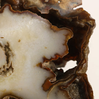 Brown Coral Fossil Geode U#4    from Stonebridge Imports