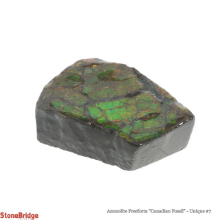Ammolite Freeform Canadian Fossil U#7    from Stonebridge Imports