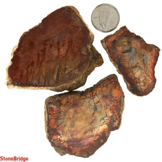 Petrified Wood Slices #1 - 3 Pack    from Stonebridge Imports